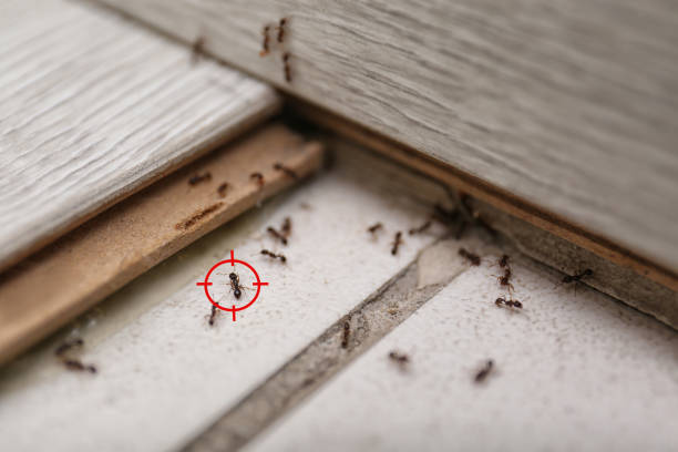 Best Bed Bug Extermination  in Bonanza, GA